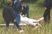 051-falcon2-crash